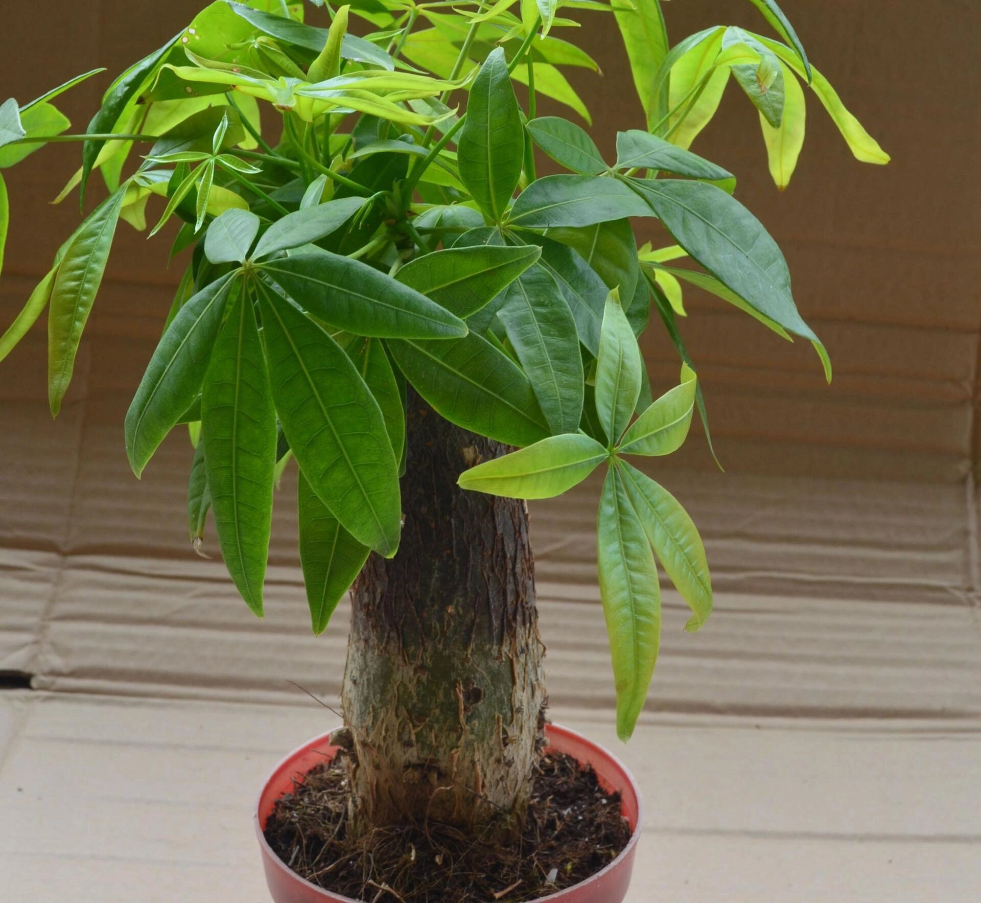 旺宅旺财植物