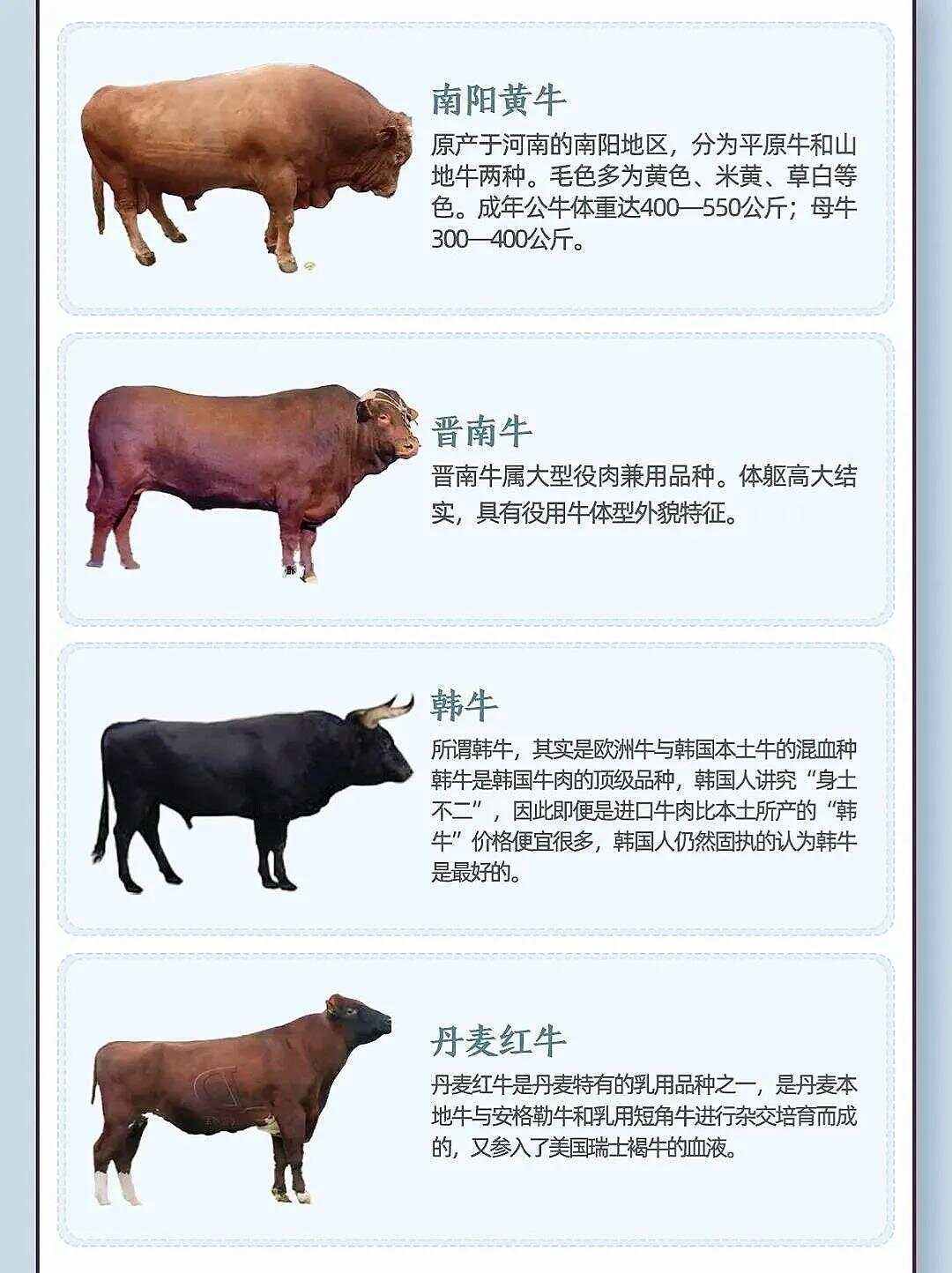 科普展现:牛名字（牛名字最拽最霸气）