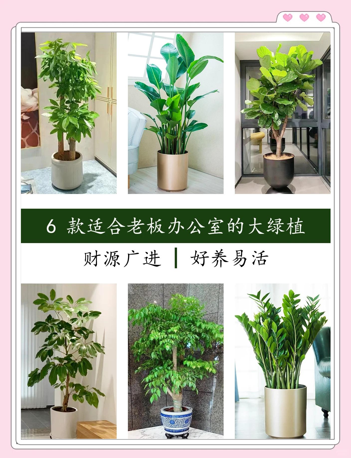 办公室绿植风水