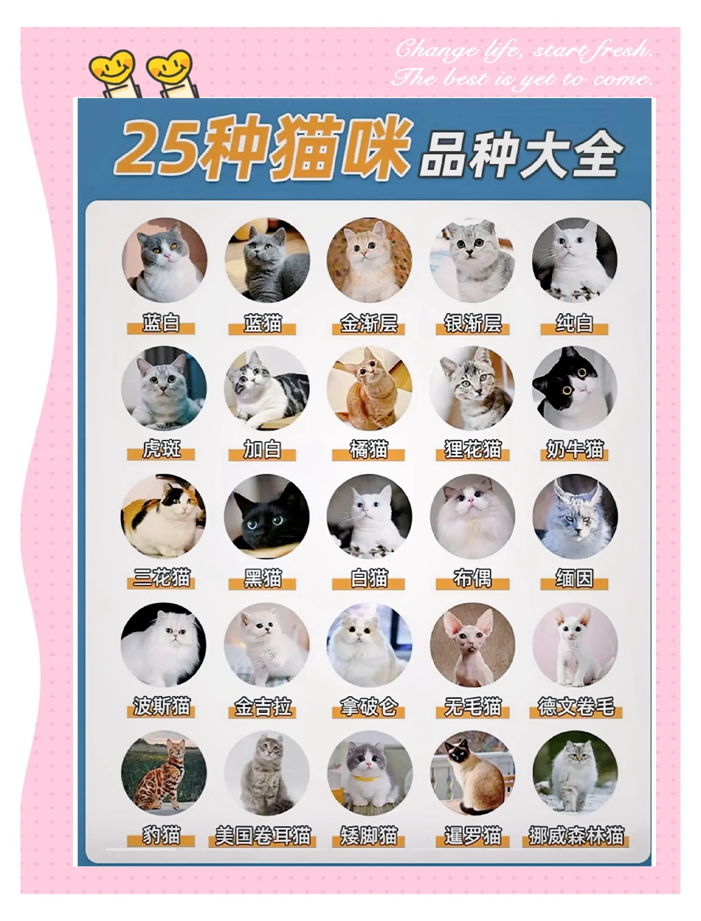 养猫忌讳什么颜色