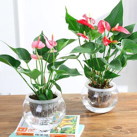 鲜花风水禁忌