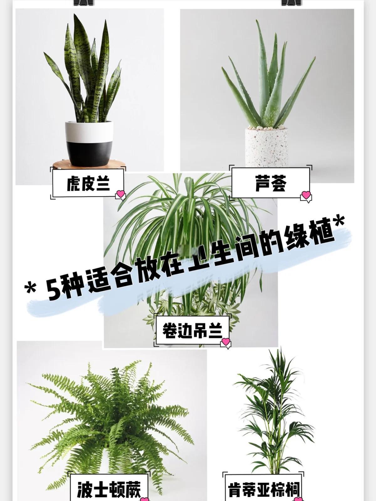 卫生间植物风水