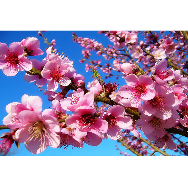 科普展现:卧室桃花风水局（卧室里的桃花位）