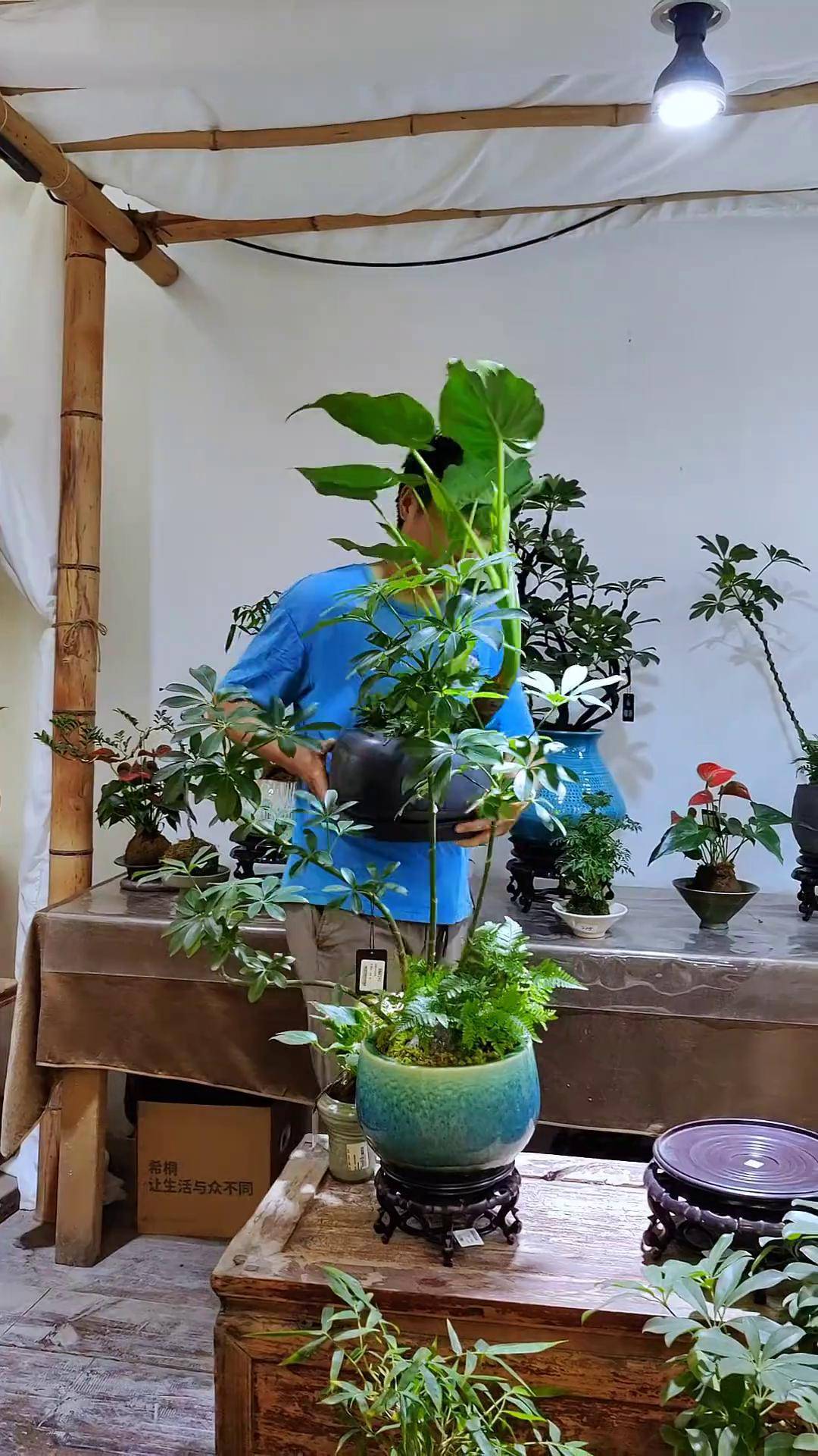 书房植物风水