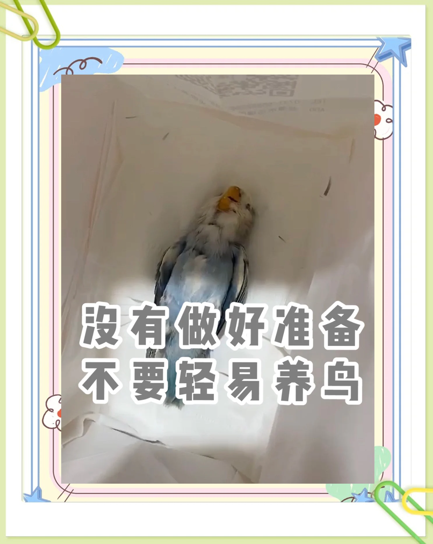 科普展现:养鸟注意事项（养鸟要注意的问题）