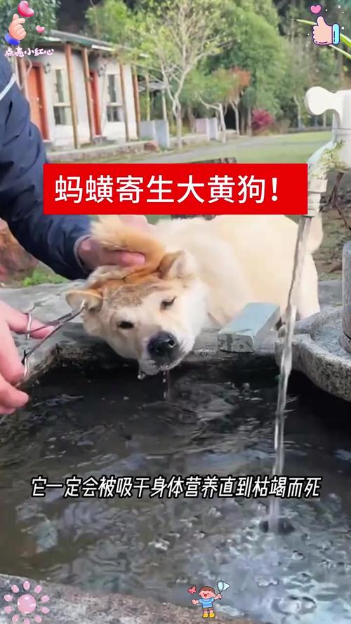 绝不轻易狗带儿,绝不轻易狗带什么意思
