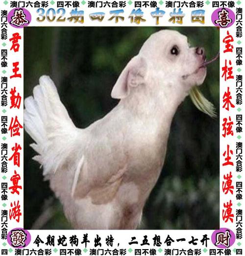 澳门四五期资料,1955澳门四肖